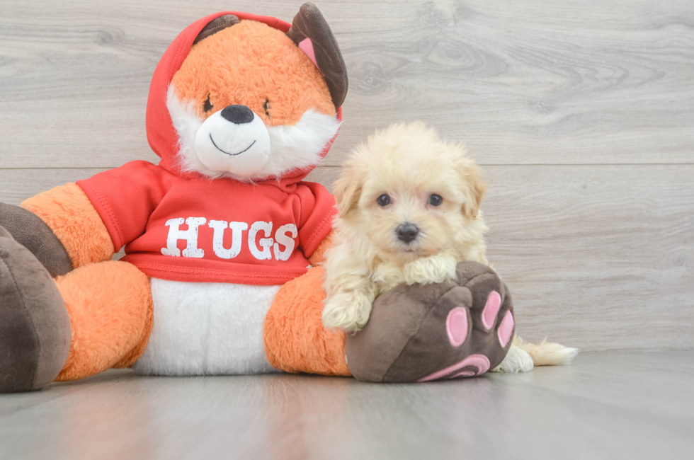 6 week old Maltipoo Puppy For Sale - Lone Star Pups