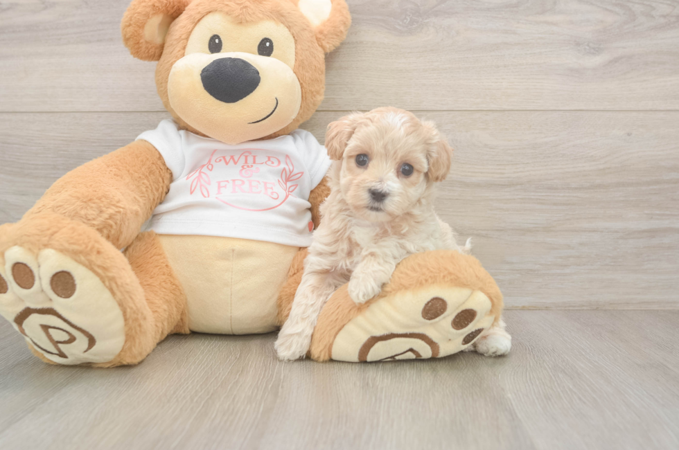 5 week old Maltipoo Puppy For Sale - Lone Star Pups