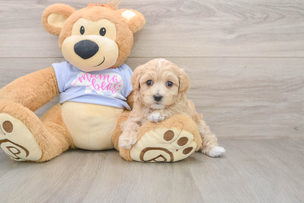 Maltipoo Puppy for Adoption