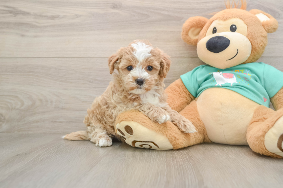 Best Maltipoo Baby