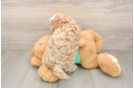 Best Maltipoo Baby