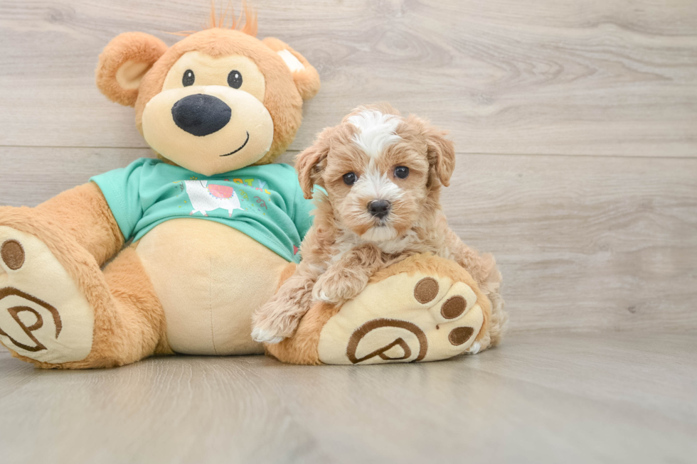 Maltipoo Puppy for Adoption