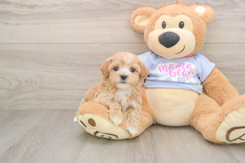 Smart Maltipoo Poodle Mix Pup