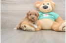 Energetic Maltese Poodle Poodle Mix Puppy