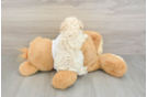 Best Maltipoo Baby