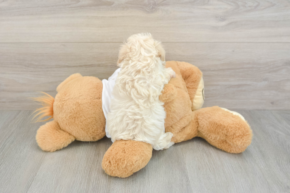 Best Maltipoo Baby