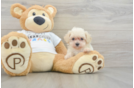 Adorable Maltese Poodle Poodle Mix Puppy
