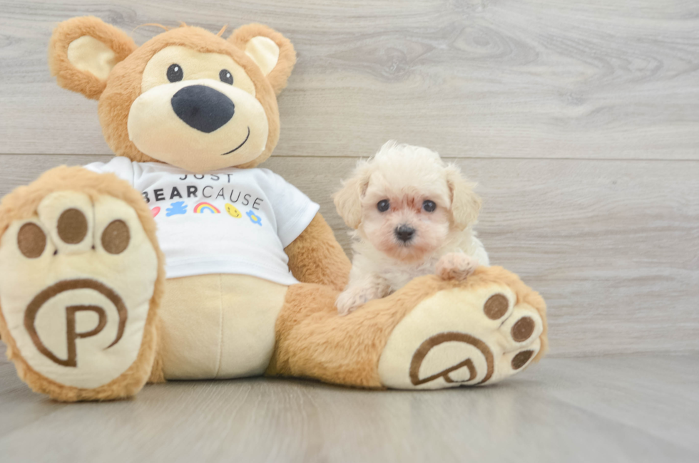 6 week old Maltipoo Puppy For Sale - Lone Star Pups