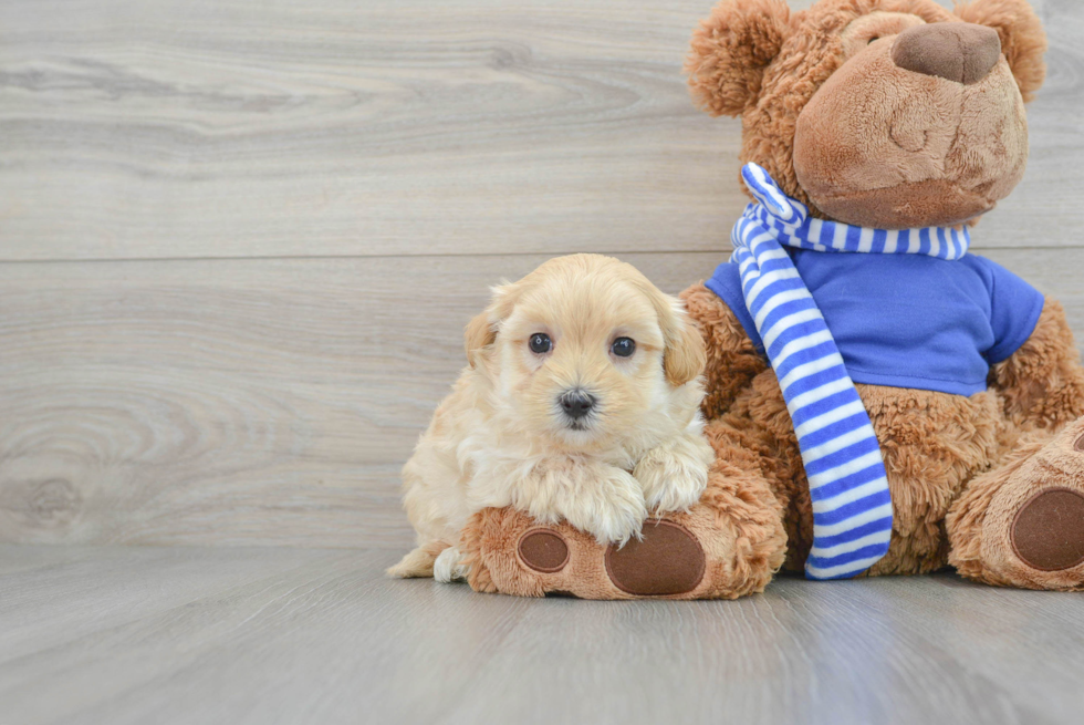 Maltipoo Puppy for Adoption