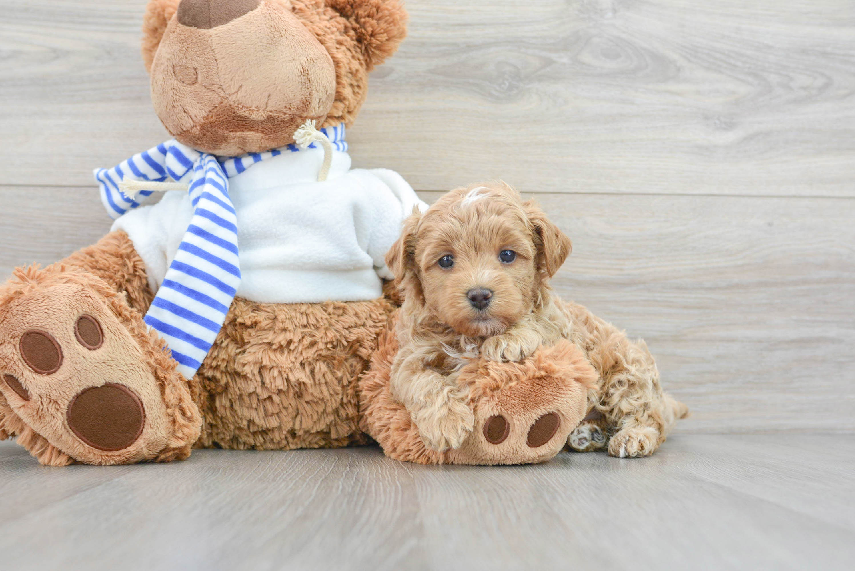 Teddy maltipoo cheap