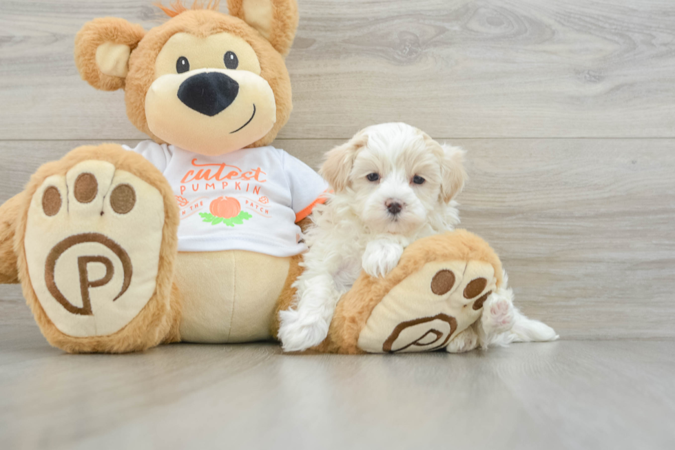 Little Maltese Poodle Poodle Mix Puppy