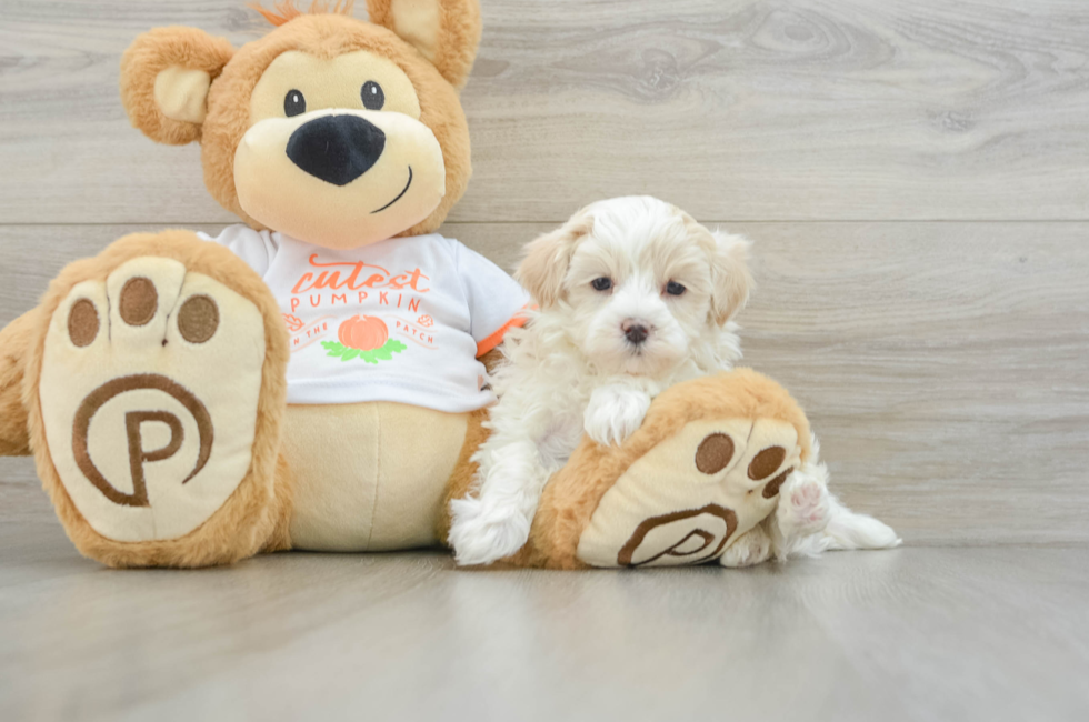 7 week old Maltipoo Puppy For Sale - Lone Star Pups