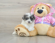 8 week old Maltipoo Puppy For Sale - Lone Star Pups