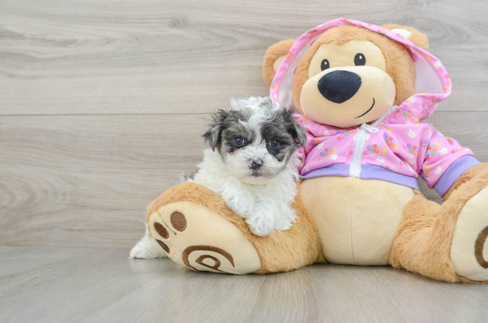 7 week old Maltipoo Puppy For Sale - Lone Star Pups