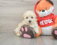 9 week old Maltipoo Puppy For Sale - Lone Star Pups