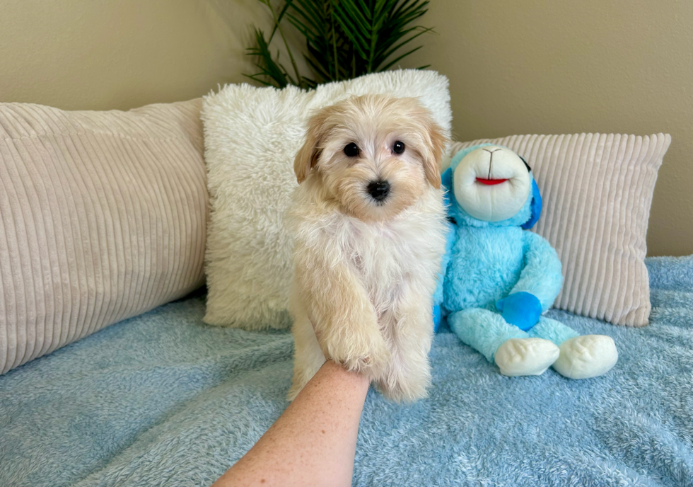Maltipoo Pup Being Cute