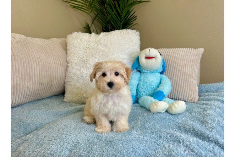Cute Maltipoo Baby