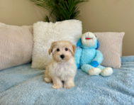 9 week old Maltipoo Puppy For Sale - Lone Star Pups