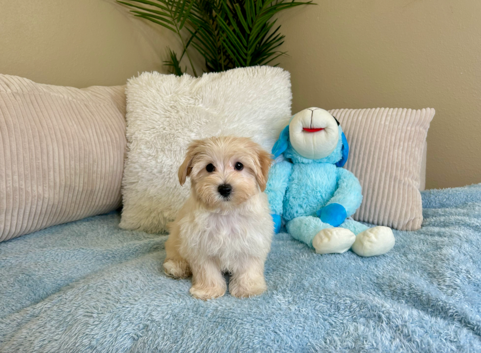 Cute Maltipoo Baby