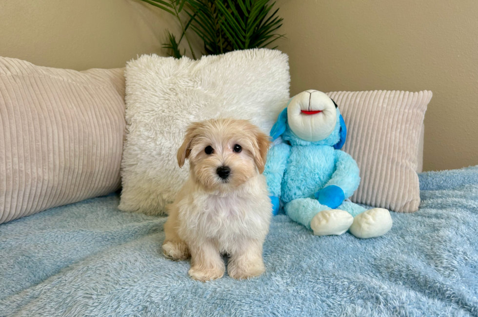 9 week old Maltipoo Puppy For Sale - Lone Star Pups