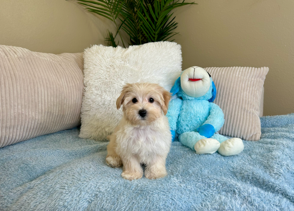 Cute Maltipoo Poodle Mix Pup