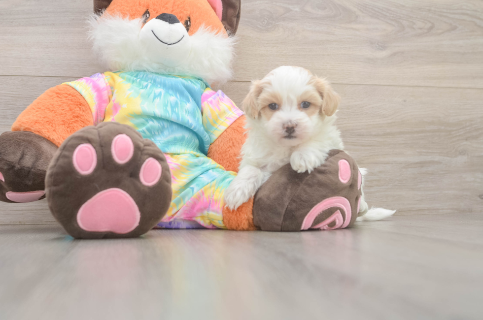5 week old Maltipoo Puppy For Sale - Lone Star Pups