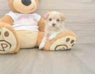 7 week old Maltipoo Puppy For Sale - Lone Star Pups