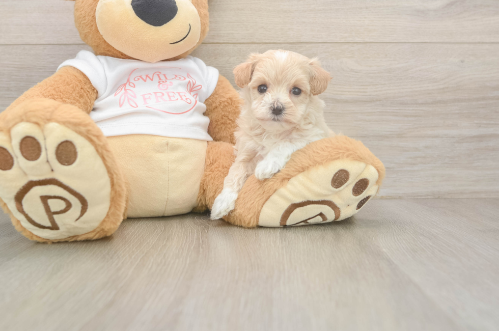5 week old Maltipoo Puppy For Sale - Lone Star Pups