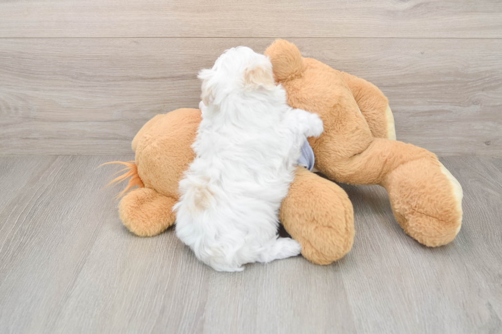 Funny Maltipoo Poodle Mix Pup