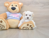 9 week old Maltipoo Puppy For Sale - Lone Star Pups