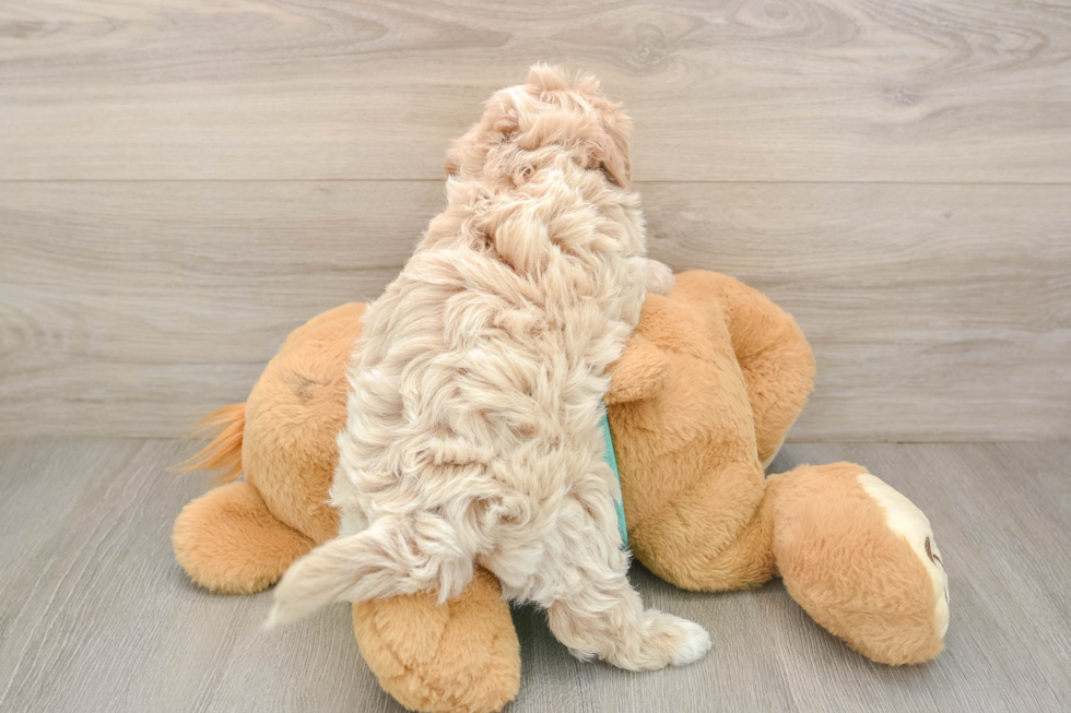 Best Maltipoo Baby