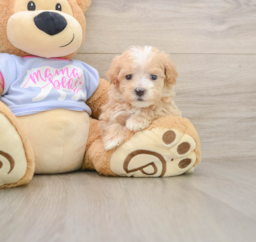 6 week old Maltipoo Puppy For Sale - Lone Star Pups