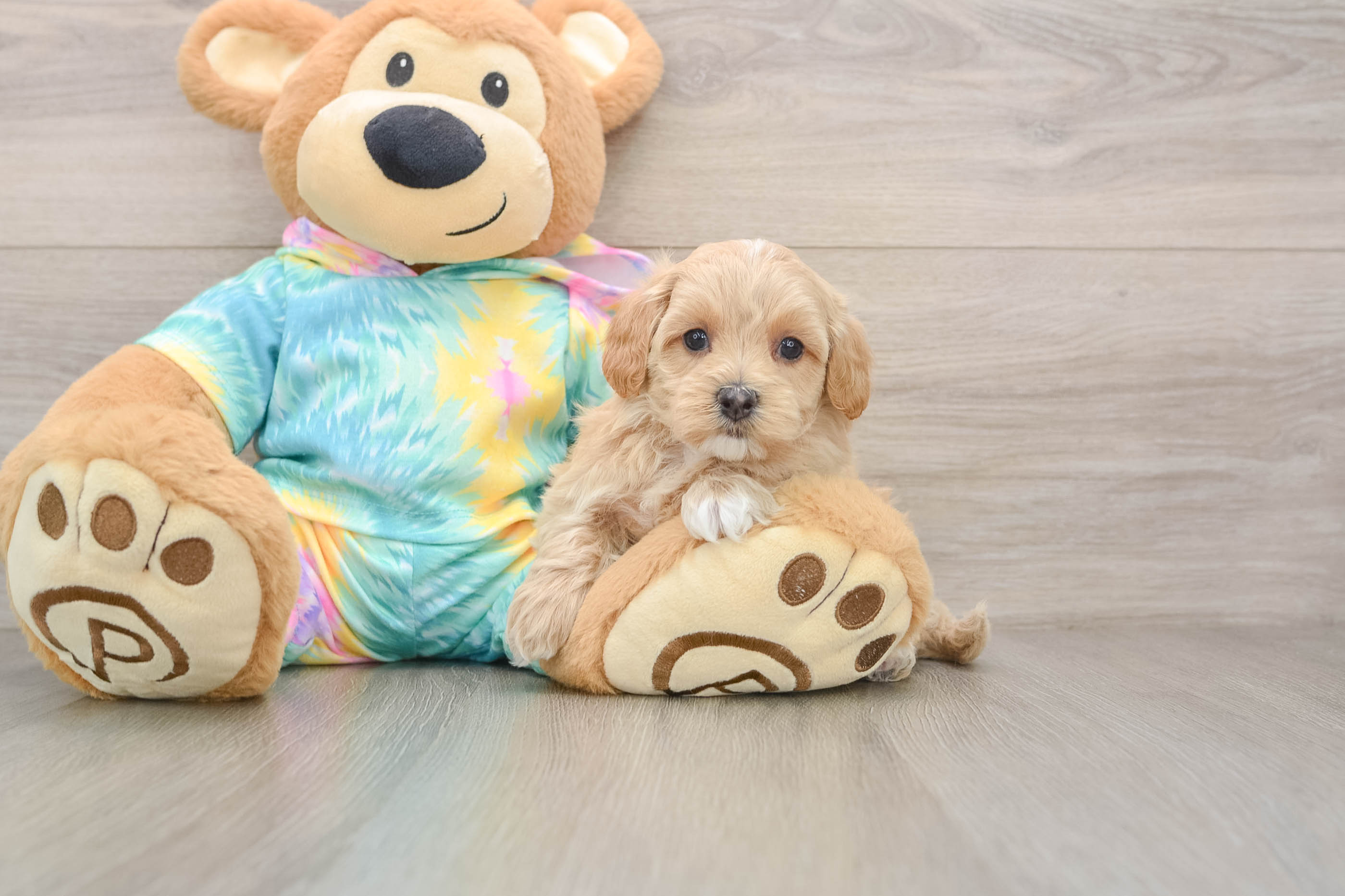 Maltipoo Pup Being Cute