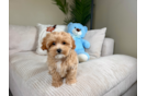Cute Maltipoo Poodle Mix Pup