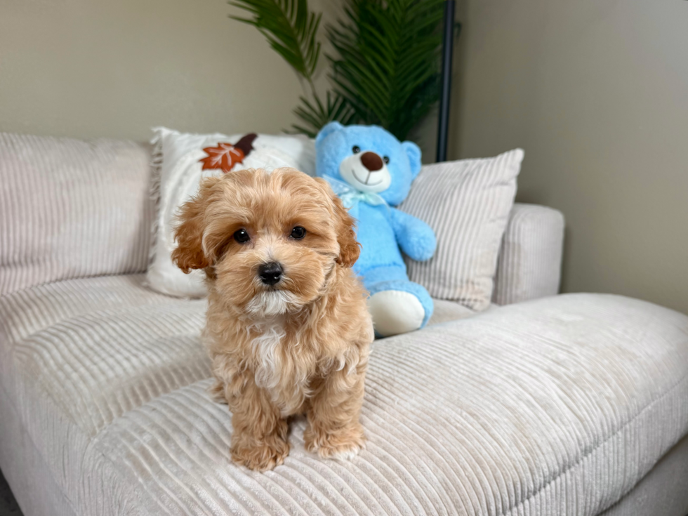 Cute Maltipoo Poodle Mix Pup