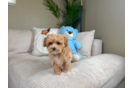 Cute Maltipoo Poodle Mix Pup