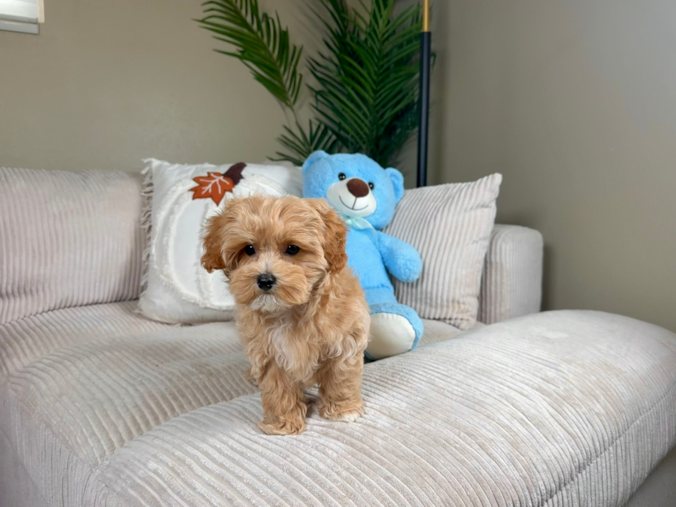 Cute Maltipoo Poodle Mix Pup