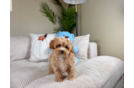 Cute Malt a Poo Poodle Mix Puppy