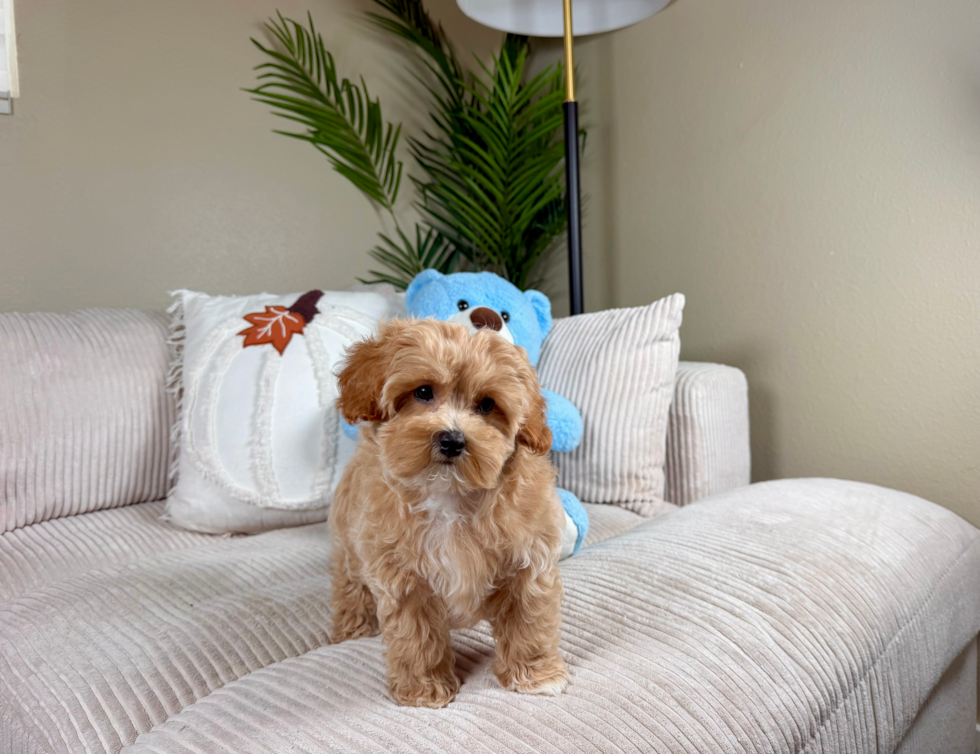 Cute Malt a Poo Poodle Mix Puppy