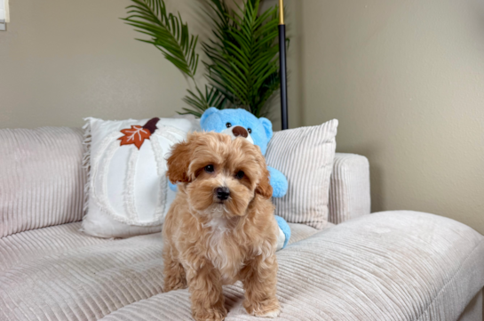 Cute Malt a Poo Poodle Mix Puppy