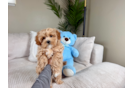 Maltipoo Puppy for Adoption