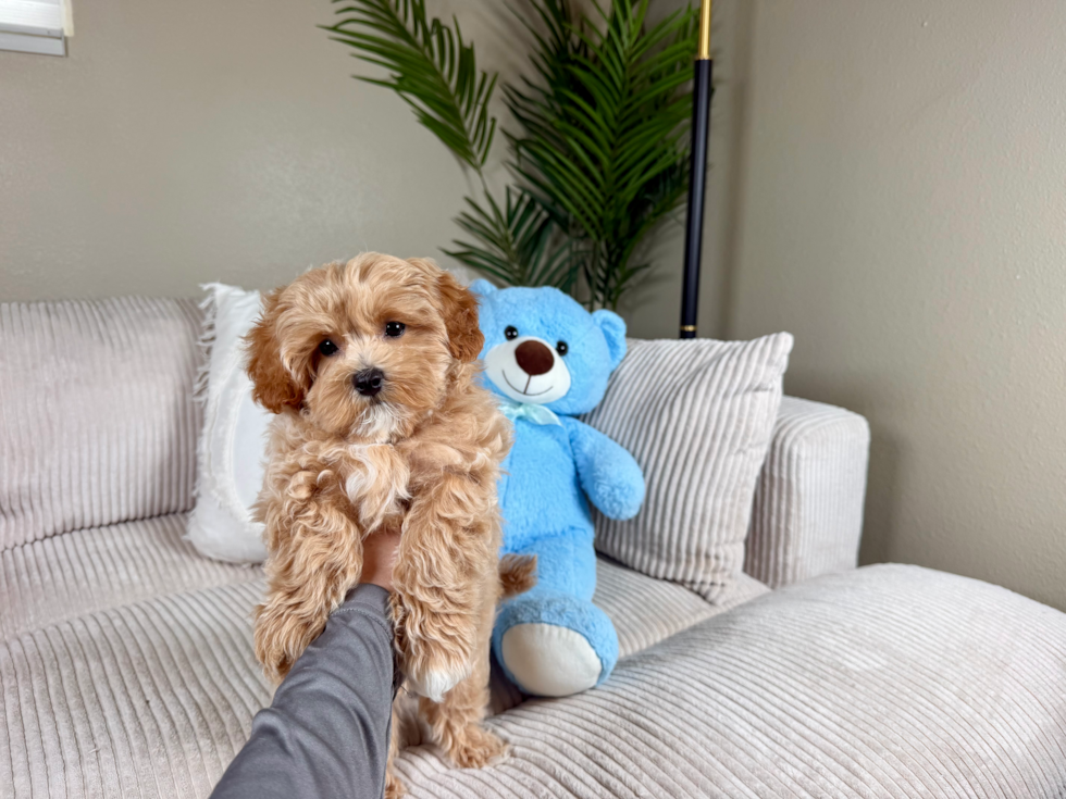 Maltipoo Puppy for Adoption