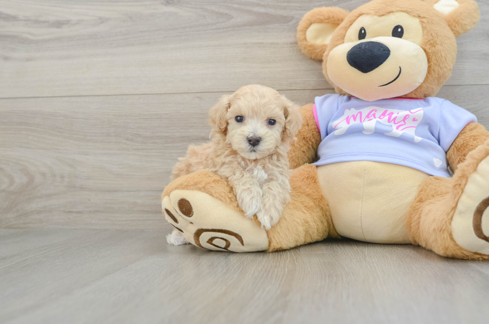 5 week old Maltipoo Puppy For Sale - Lone Star Pups