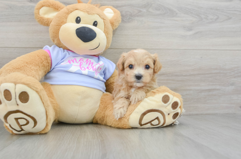 5 week old Maltipoo Puppy For Sale - Lone Star Pups