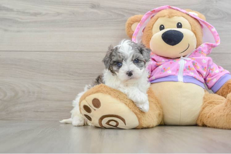 Fluffy Maltipoo Poodle Mix Pup