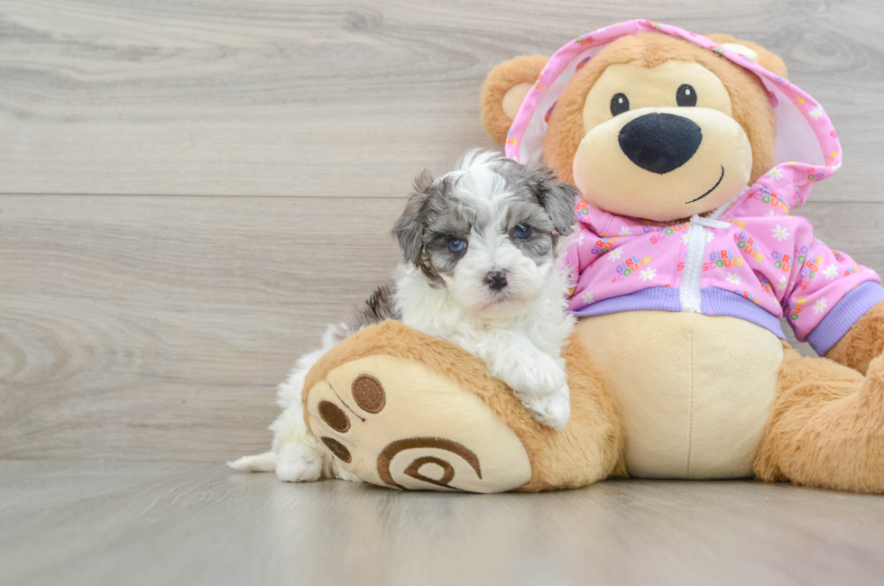 5 week old Maltipoo Puppy For Sale - Lone Star Pups