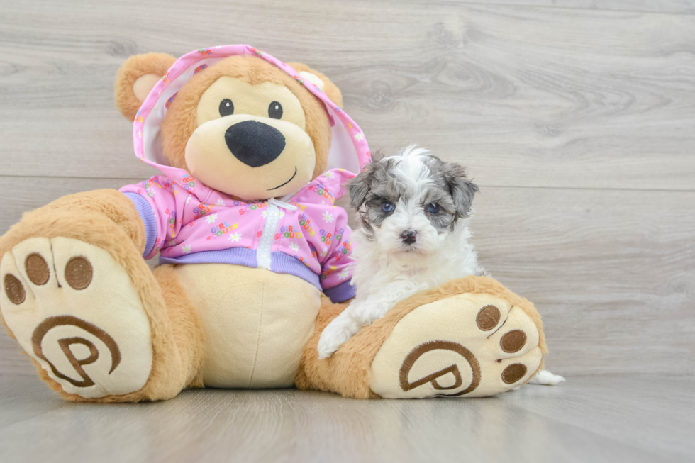 Adorable Multipoo Poodle Mix Puppy