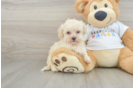 Popular Maltipoo Poodle Mix Pup
