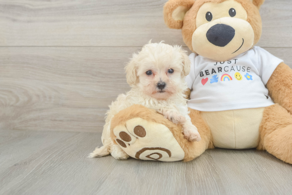 Popular Maltipoo Poodle Mix Pup