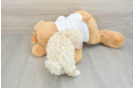 Happy Maltipoo Baby